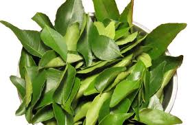 curry leaves (Kari Patta)